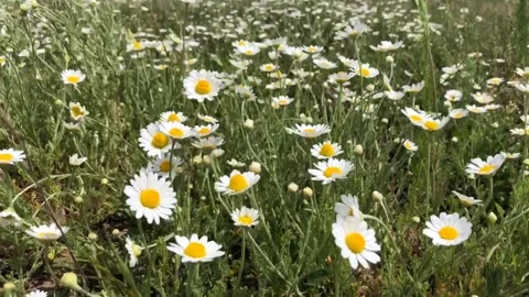 Chamomile in the the field stir in the wind Stock Footage 148660490