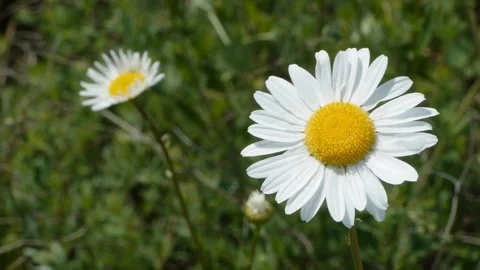 Chamomile on the field summer day Vídeos de archivo 117774826