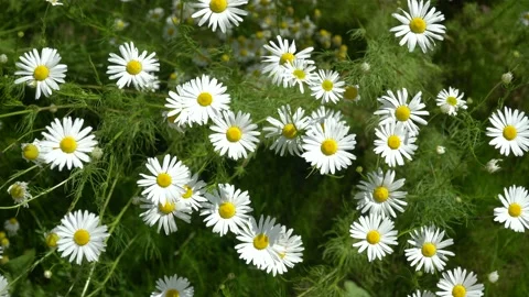 Chamomile field on a summer day. Stock Footage