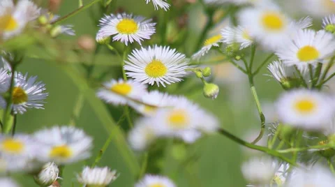 Chamomile in the field swaying in the wind Stock Footage 58240455