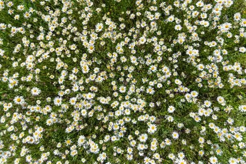 Chamomile field view from above Stock Photos