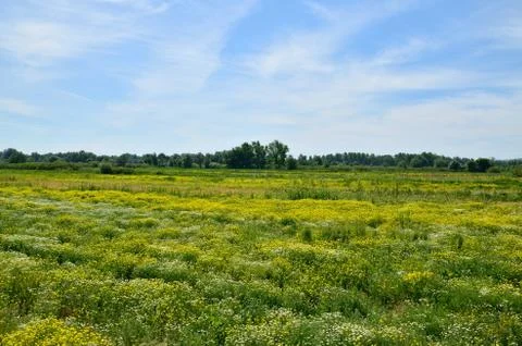 Chamomile fields Stock Photos