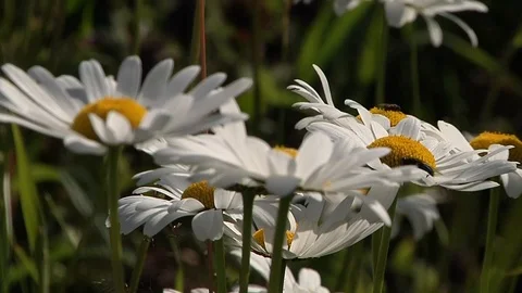 Chamomile with flies in the wind Stock Footage