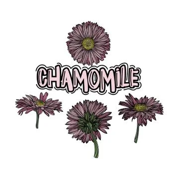 Chamomile floral vector illustration set. Stock Illustration