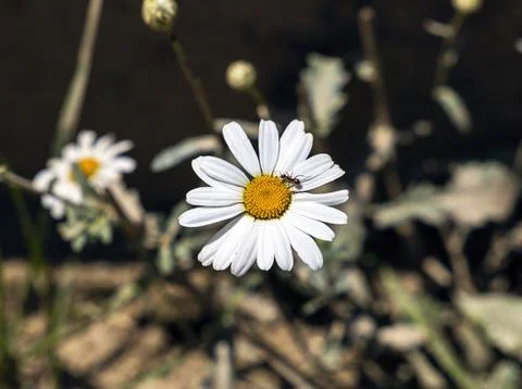 A chamomile flower with an ant on it Stock Photos