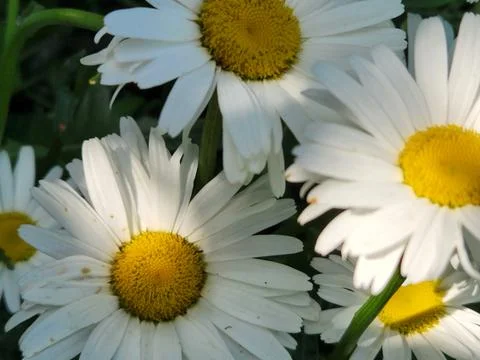 Chamomile flower background. Bouquet with daisies Stock Photos