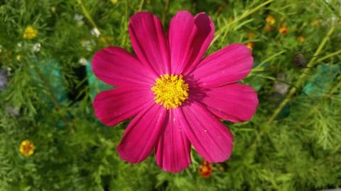 Chamomile flower, background, wallpaper Stock Photos
