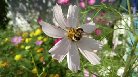 Chamomile flower, background, wallpaper Stock Photos