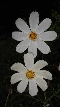 Chamomile flower, background, wallpaper Stock Photos