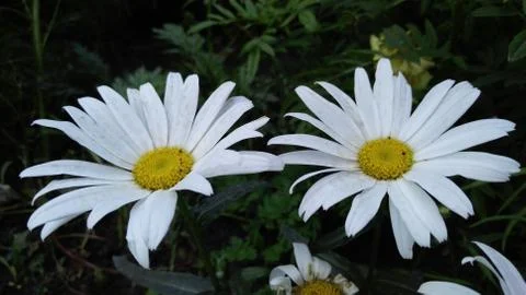 Chamomile flower, background, wallpaper Stock Photos