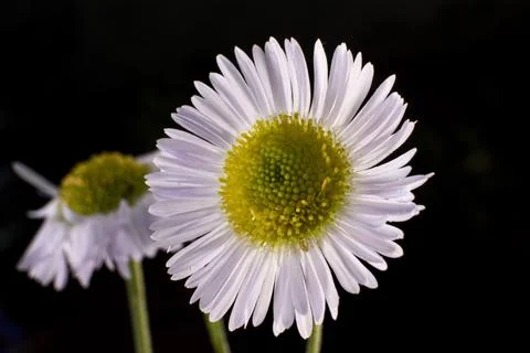Chamomile flower on a black background. Stock Photos