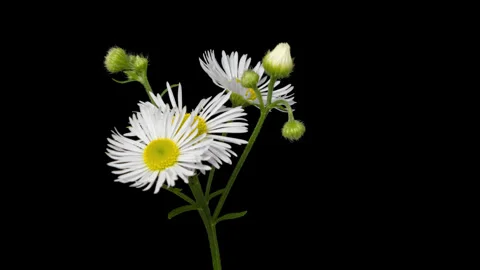 Chamomile flower blooming timelapse Stock Footage 345688638