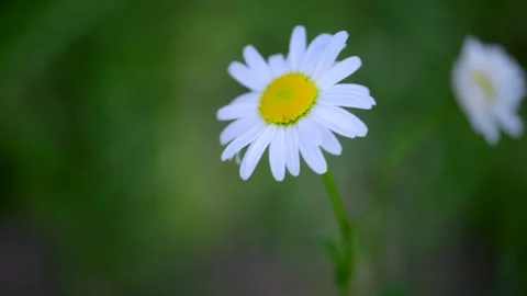 Chamomile flower blooming , top view. Opening big flower daisy close-up. Stock Footage 311569590