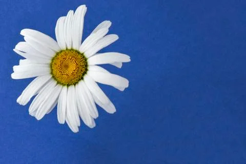 Chamomile flower on blue background Stock Photos