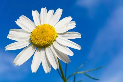 Chamomile flower with blue sky in background Stock Photos