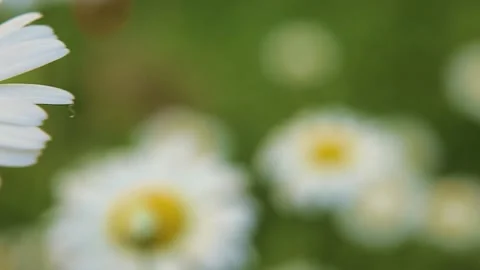 A chamomile flower on a blurred background of other chamomiles. Panorama  Stock Footage 132985755