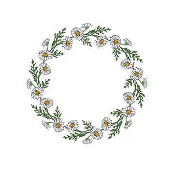 Chamomile flower circular frame Stock Illustration