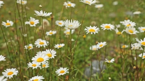 Chamomile flower close-up on a blurry background. A group of white daisies  Stock Footage 265481189