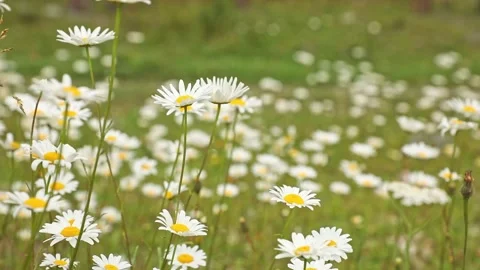 Chamomile flower close-up on a blurry background. A group of white daisies Stock Footage 265481241