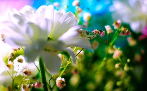Chamomile flower close-up. The idea of decor. Close-up. The concept of spri.. Stock Photos