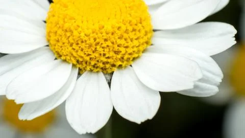 Chamomile flower, close-up, macro Stock Photos
