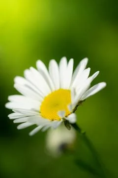Chamomile flower close-up Stock Photos