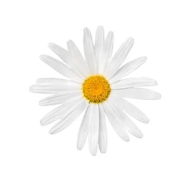 Chamomile flower, close-up Stock Photos