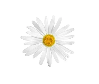 Chamomile flower, close-up Stock Photos