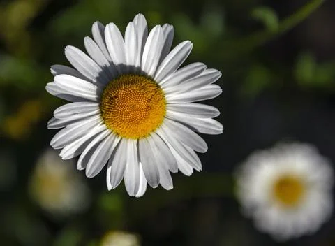 Chamomile flower close-up view from above on dark background. Stock Photos