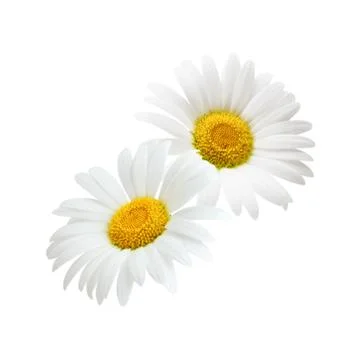 Chamomile flower composition isolated on white background Stock Photos