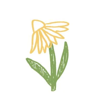 Chamomile flower crayon drawn. Spring plant doodle isolated on white background. Illustrazione stock