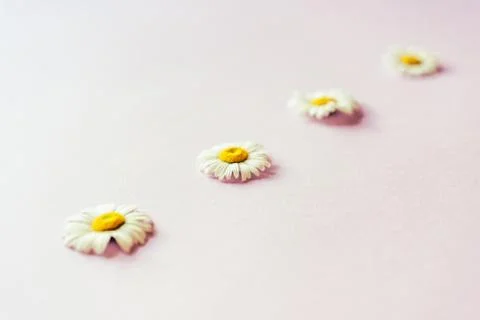 Chamomile flower diagonal Stock Photos