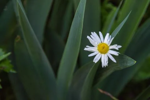 Chamomile flower with drops closeup Stock Photos