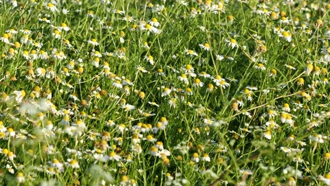 Chamomile flower field Stock Footage 157099528