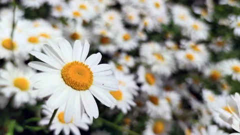 Chamomile flower field Stock Footage 252020512