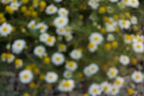 Chamomile flower field. Stock Photos