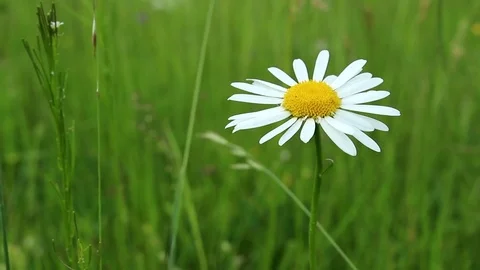Chamomile flower Stock Footage 76464884