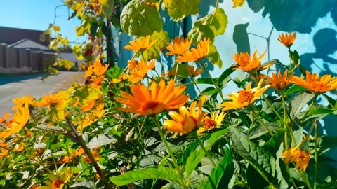 Chamomile flower Stock Footage 163669390