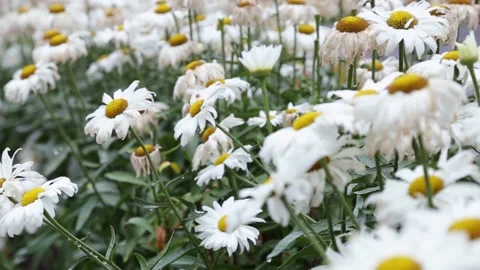 Chamomile flower Stock Footage 221501003