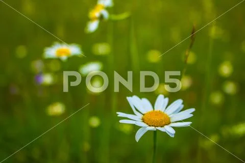 Chamomile flower on the green field Stock Photos