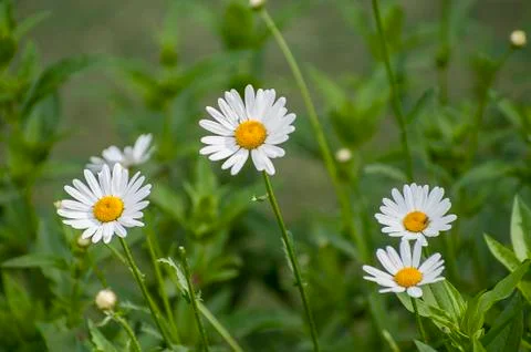 Chamomile flower on a green meadow Stock Photos