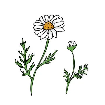 Chamomile flower Stock Illustration