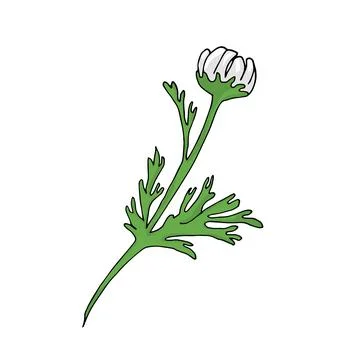 Chamomile flower Stock Illustration