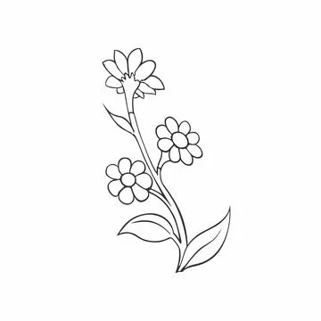 Chamomile flower Stock Illustration