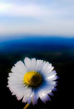 Chamomile flower with isolated background Foto stock