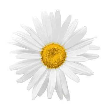Chamomile flower isolated on white background. Matricaria flatlay closeup. Stock-Illustration