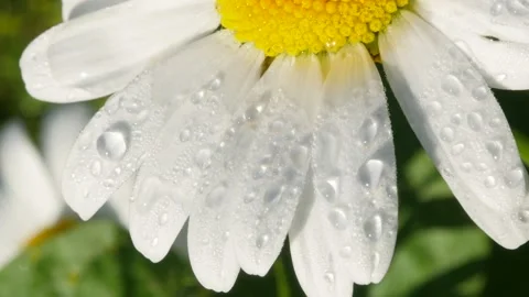 Chamomile flower with large drops of dew. Macro 스톡 동영상 135255873