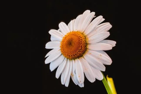 Chamomile flower, macro Stock Photos