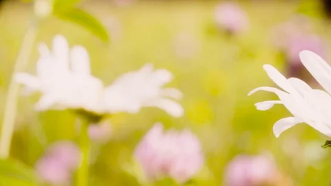 Chamomile flower on the meadow. Video stock 95396649