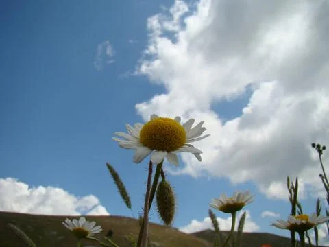 Chamomile flower in the meadow 库存照片